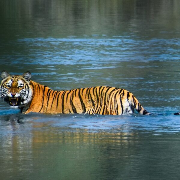 Bardiya Jungle Safari