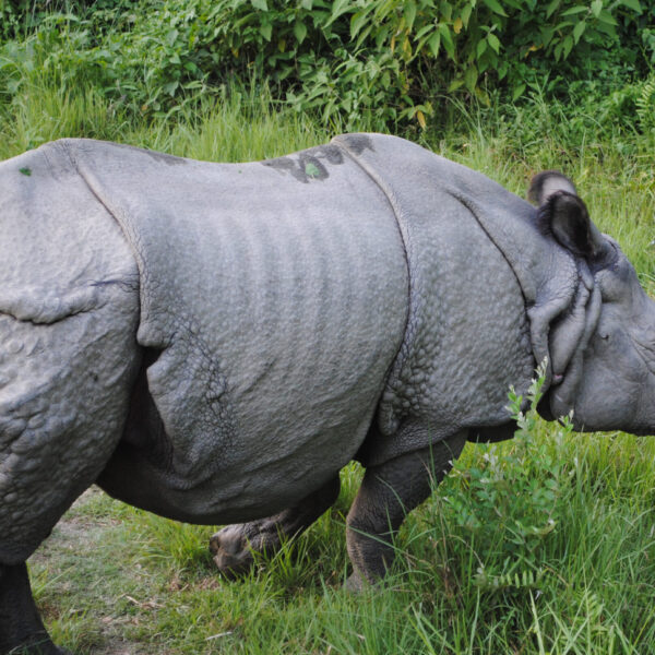 One_horned_Rhino