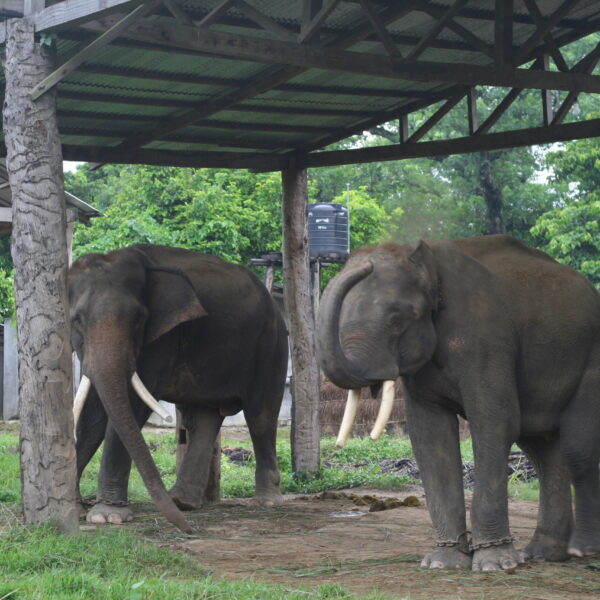 chitwan elephant