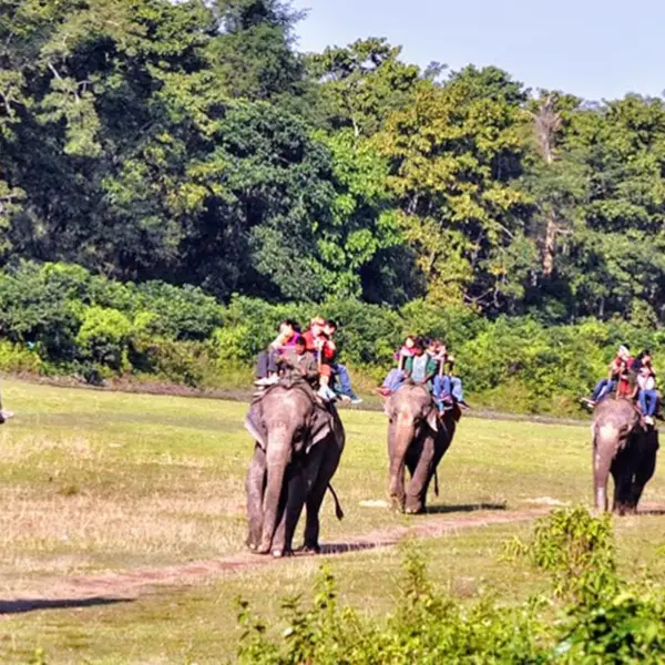 Koshi Tappu Wildlife Tour
