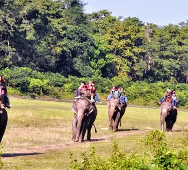 Koshi Tappu Wildlife Tour