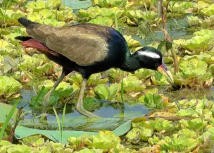 Koshi Tappu Wildlife