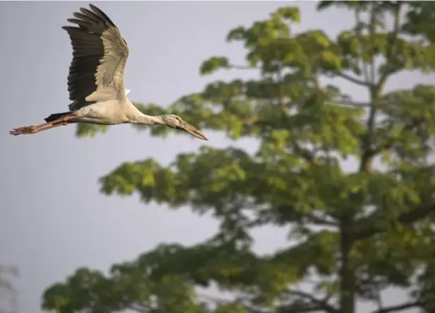Koshi Tappu Wildlife Tour