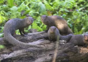 Koshi Tappu Wildlife View